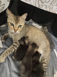 Pickles  - Domestic Short Hair Cat
