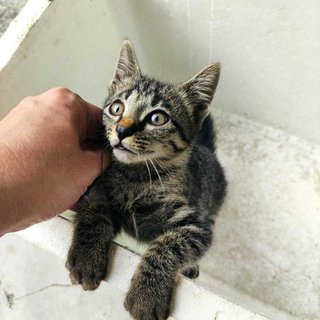 Tabby Gal - Tabby + Domestic Medium Hair Cat