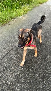 Skinny Dog - German Shepherd Dog Mix Dog