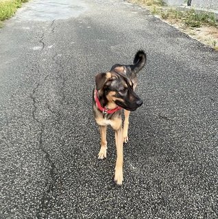 Skinny Dog - German Shepherd Dog Mix Dog