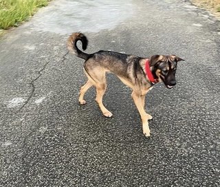 Skinny Dog - German Shepherd Dog Mix Dog