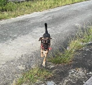 Skinny Dog - German Shepherd Dog Mix Dog