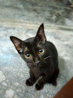 Tot - Domestic Short Hair Cat