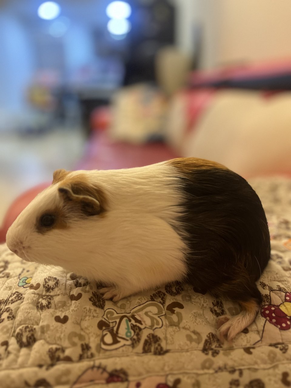 Son &amp; Fatty - Guinea Pig Small & Furry