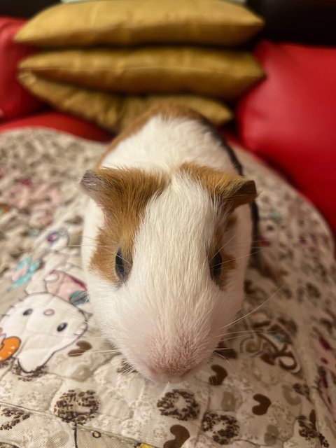 Son &amp; Fatty - Guinea Pig Small & Furry