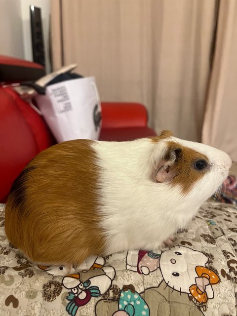 Son &amp; Fatty - Guinea Pig Small & Furry