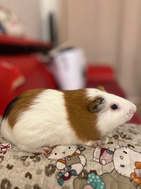 Son &amp; Fatty - Guinea Pig Small & Furry