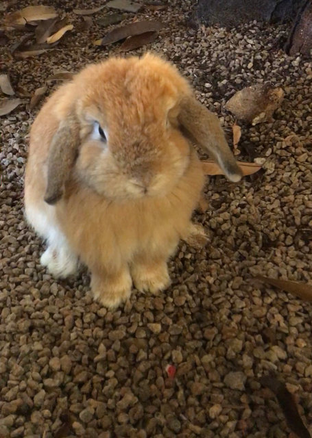 Cookie - Holland Lop Rabbit