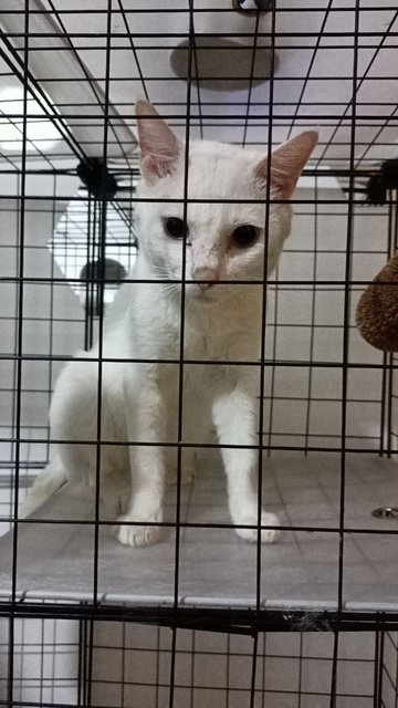 Uteh - Domestic Short Hair Cat