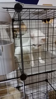 Uteh - Domestic Short Hair Cat