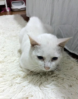 Uteh - Domestic Short Hair Cat