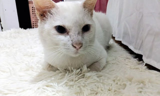 Uteh - Domestic Short Hair Cat