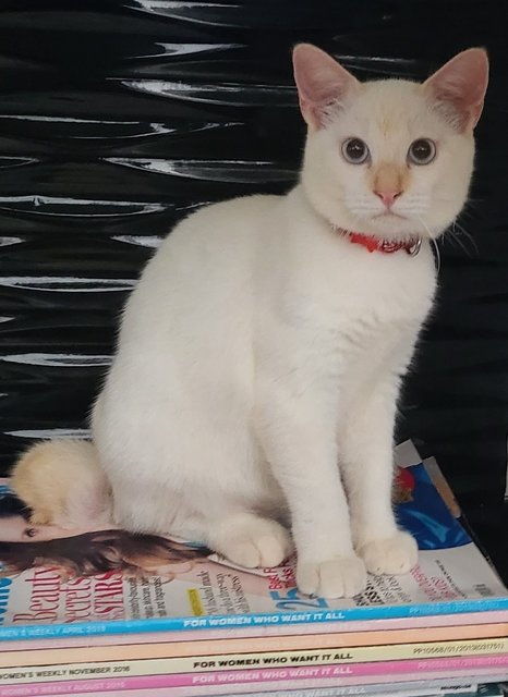 Snow Crystal - Domestic Short Hair Cat