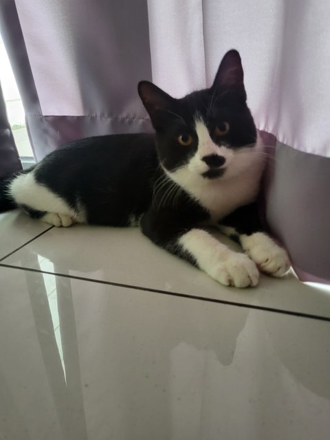 Oreo - Domestic Short Hair Cat