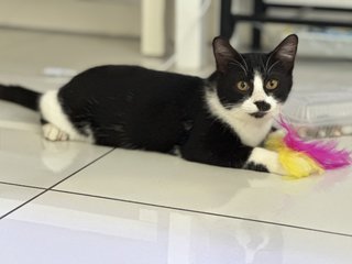 Oreo - Domestic Short Hair Cat