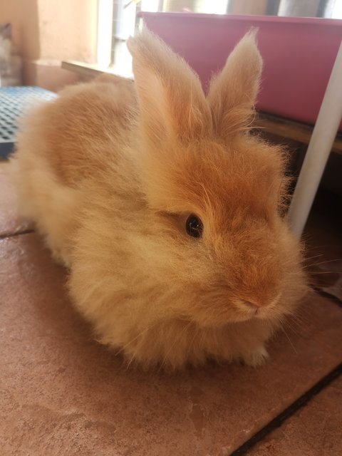 Mcflurry And Hazelnut - Angora Rabbit Rabbit