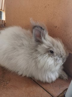 Mcflurry And Hazelnut - Angora Rabbit Rabbit