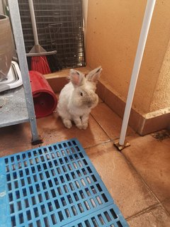 Mcflurry And Hazelnut - Angora Rabbit Rabbit