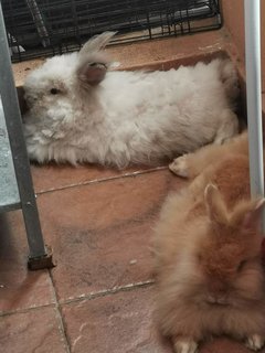 Mcflurry And Hazelnut - Angora Rabbit Rabbit