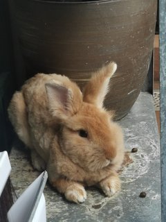 Mcflurry And Hazelnut - Angora Rabbit Rabbit