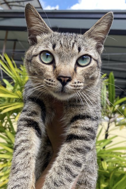 🐾 Shamrock (Very Affectionate!) 🐾 - Domestic Short Hair Cat