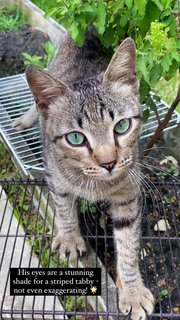 🐾 Shamrock (Very Affectionate!) 🐾 - Domestic Short Hair Cat