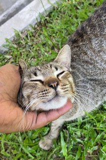 🐾 Shamrock (Very Affectionate!) 🐾 - Domestic Short Hair Cat