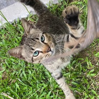 🐾 Shamrock (Very Affectionate!) 🐾 - Domestic Short Hair Cat