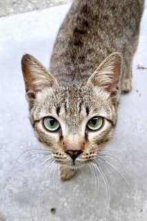 🐾 Shamrock (Very Affectionate!) 🐾 - Domestic Short Hair Cat