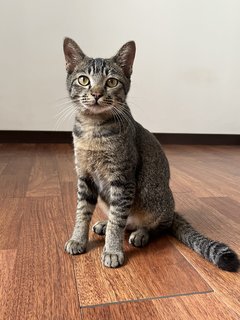 Fei Zai &amp; Fei Moi - Domestic Short Hair Cat