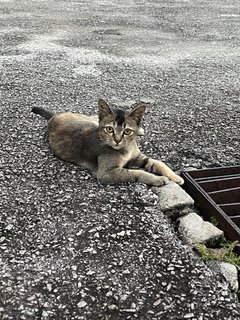 Fei Zai &amp; Fei Moi - Domestic Short Hair Cat