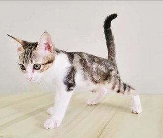 Almond Sk - Domestic Short Hair Cat