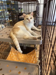 Airy - Domestic Medium Hair Cat