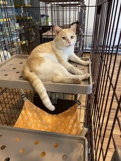 Airy - Domestic Medium Hair Cat