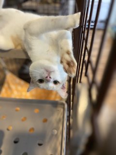 Airy - Domestic Medium Hair Cat