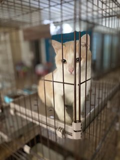Airy - Domestic Medium Hair Cat