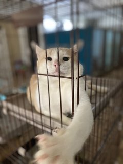 Airy - Domestic Medium Hair Cat