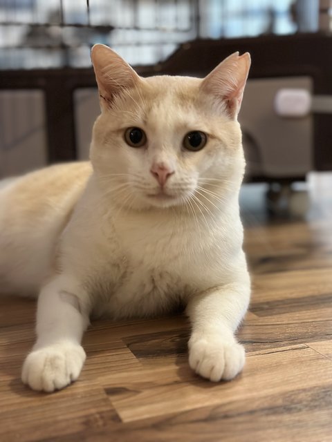 Airy - Domestic Medium Hair Cat