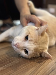 Airy - Domestic Medium Hair Cat
