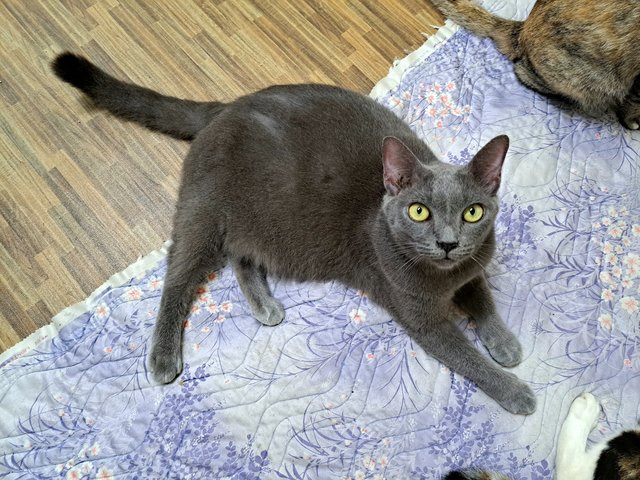 Blue - Russian Blue + Domestic Short Hair Cat