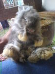 Wolly Toy(Booked) Thanks Kumar - Angora Rabbit Rabbit