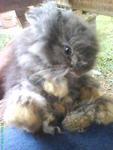 Wolly Toy(Booked) Thanks Kumar - Angora Rabbit Rabbit