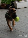 Baby - Mixed Breed Dog