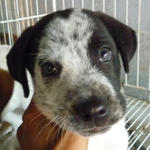 Oreo - Mixed Breed Dog