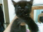 Black, Wacky, Bieno &amp; E.t - Domestic Medium Hair Cat