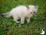 Maya - Birman + Domestic Medium Hair Cat