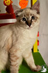 Maya - Birman + Domestic Medium Hair Cat