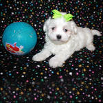 Lino - Maltese Dog