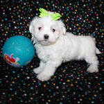 Lino - Maltese Dog