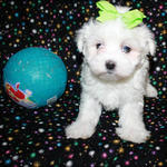 Lino - Maltese Dog